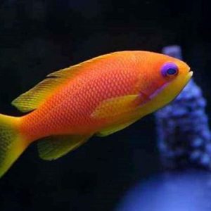 Sailfin Pleco