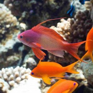 Boesemani Rainbowfish